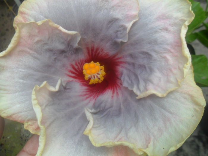 candy fair - hibiscusi 2016 -2