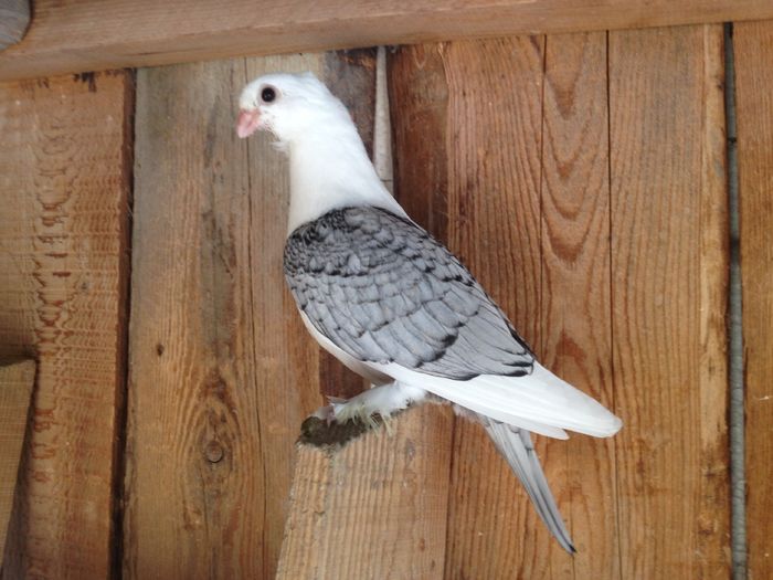 image - PUISORI 2016