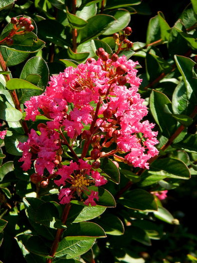  - Din iunie si iulie