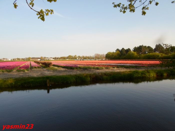 392 - 4Keukenhof   Olanda