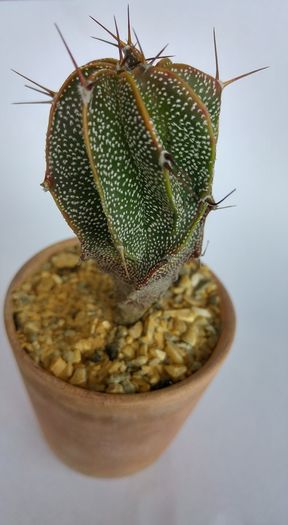 Astrophytum ornatum - Cactusi si Suculente