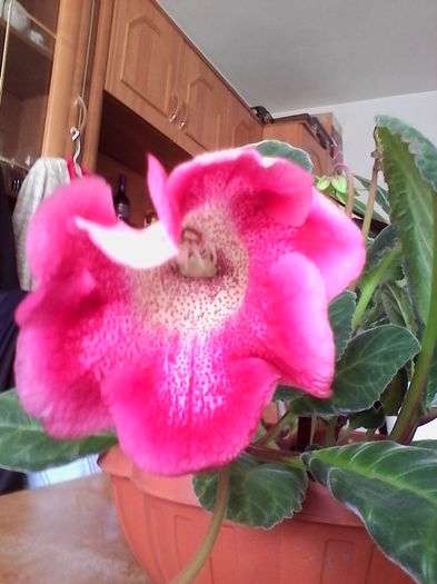 IMG_20160630_153023 - Gloxinia Tigrina Red 1