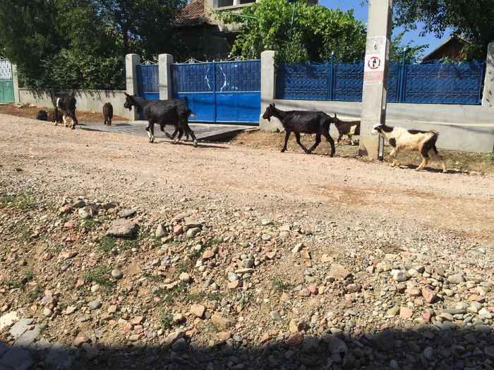 Caldura mare - Vacutele pleaca la pascut-dupa amiaza