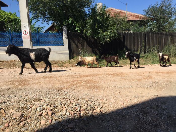 Caprele - Vacutele pleaca la pascut-dupa amiaza