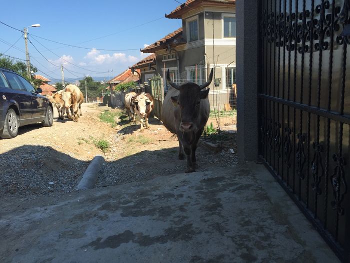 Vacutele vin si ele - Vacutele pleaca la pascut-dupa amiaza