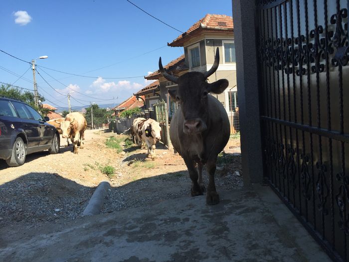 Mica - Vacutele pleaca la pascut-dupa amiaza