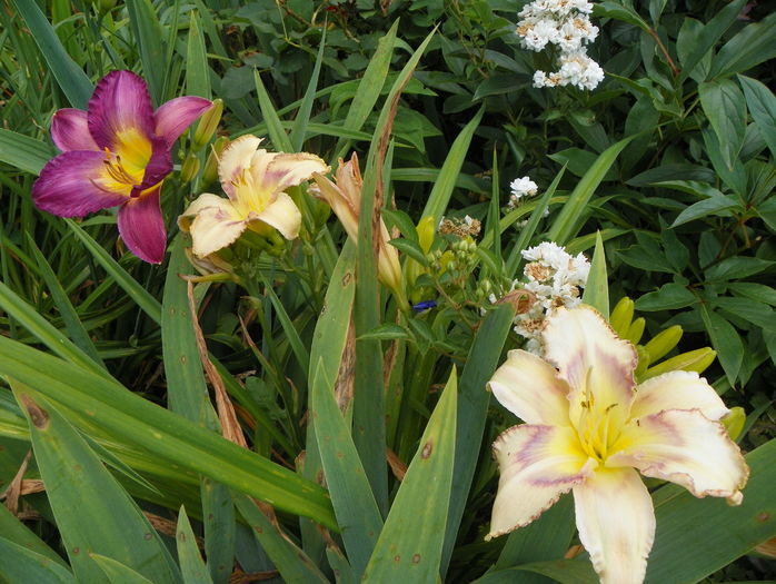 Destined to see si Silent Sentry - Hemerocallis 2016