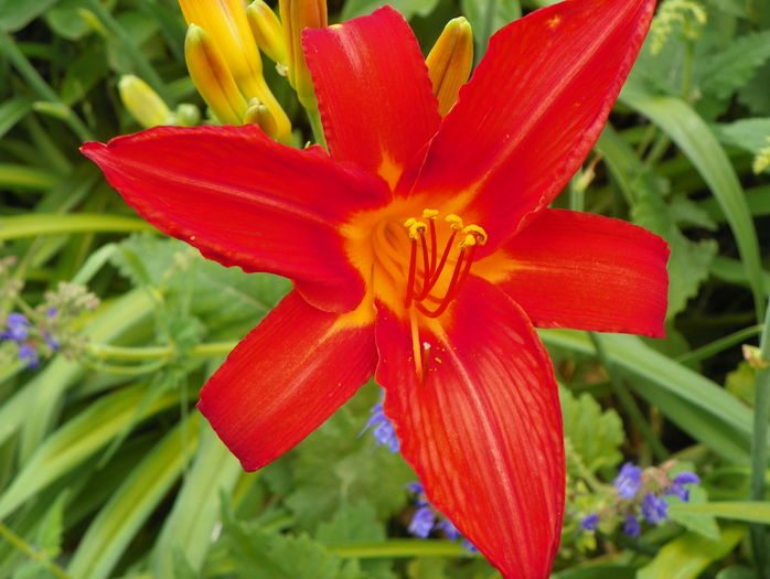 Red Magic - Hemerocallis 2016