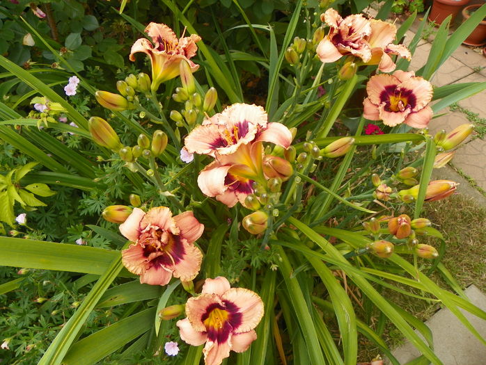 Daring Dilemma - Hemerocallis 2016