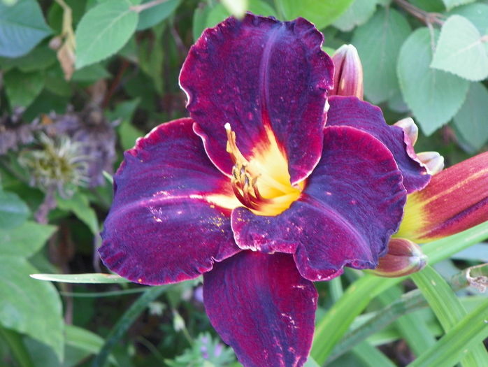 Diamant Noir - Hemerocallis 2016