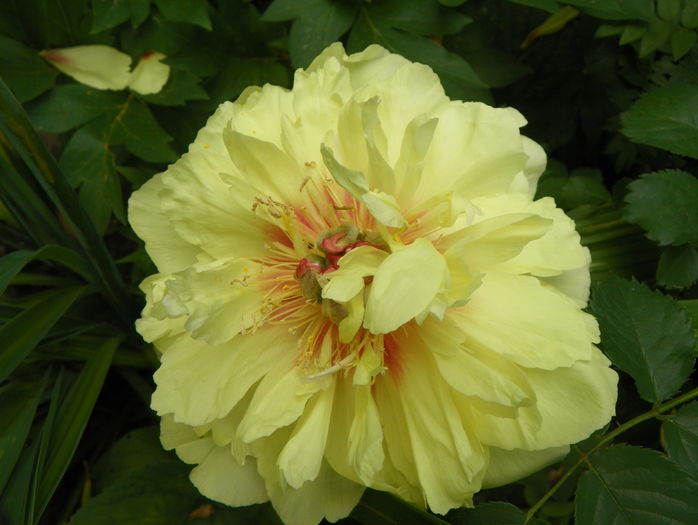 Bartzella - Bujori 2016