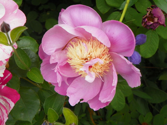 Bowl of Beauty - Bujori 2016