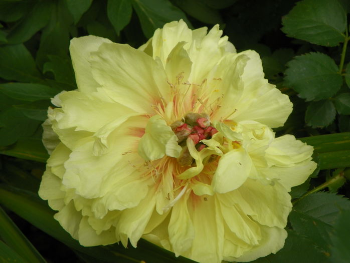 Bartzella - Bujori 2016