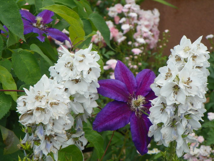Wildfire - Clematite 2016