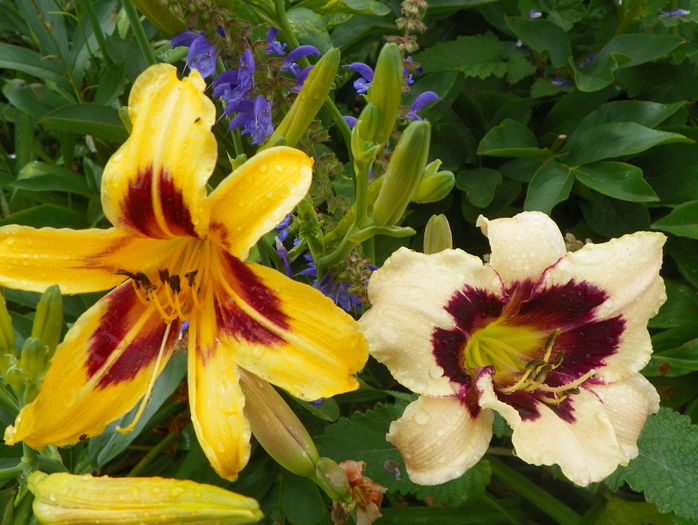 29 iun (189) - Hemerocallis 2016