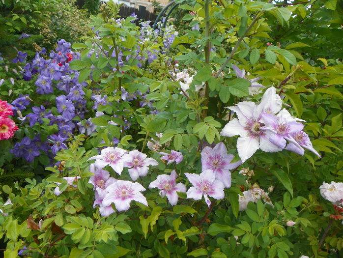 Marmori si Emilia Plater - Clematite 2016