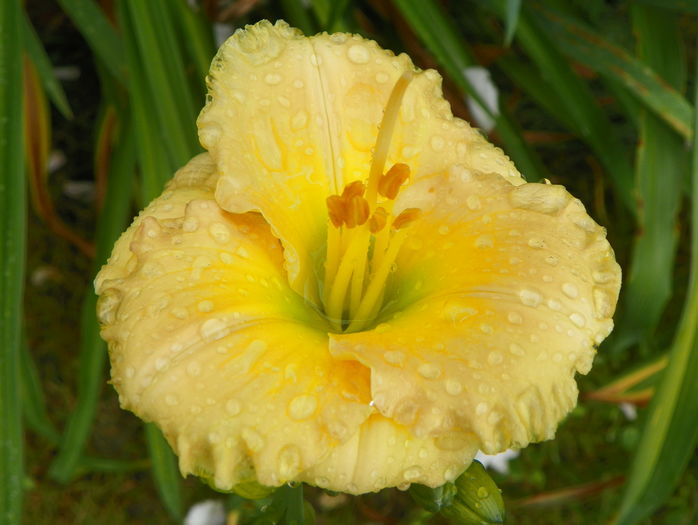 29 iun (191) - Hemerocallis 2016