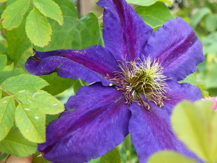 Wildfire - Clematite 2016