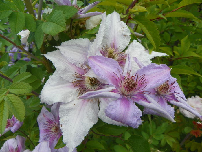 Marmori - Clematite 2016