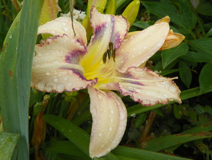 29 iun (195) - Hemerocallis 2016