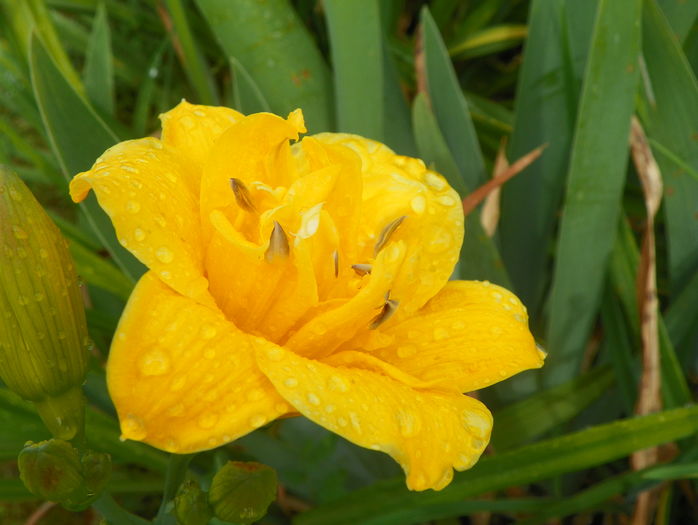 29 iun (197) - Hemerocallis 2016