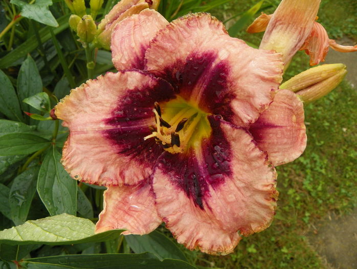 29 iun (199) - Hemerocallis 2016