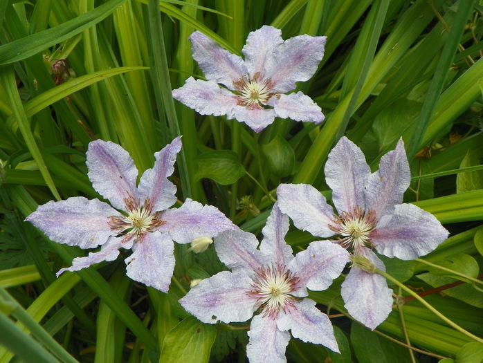 Teksa