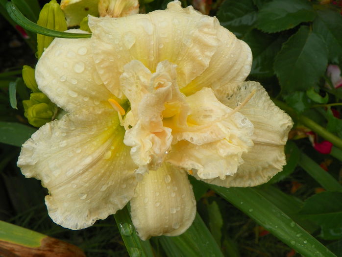 29 iun (217) - Hemerocallis 2016