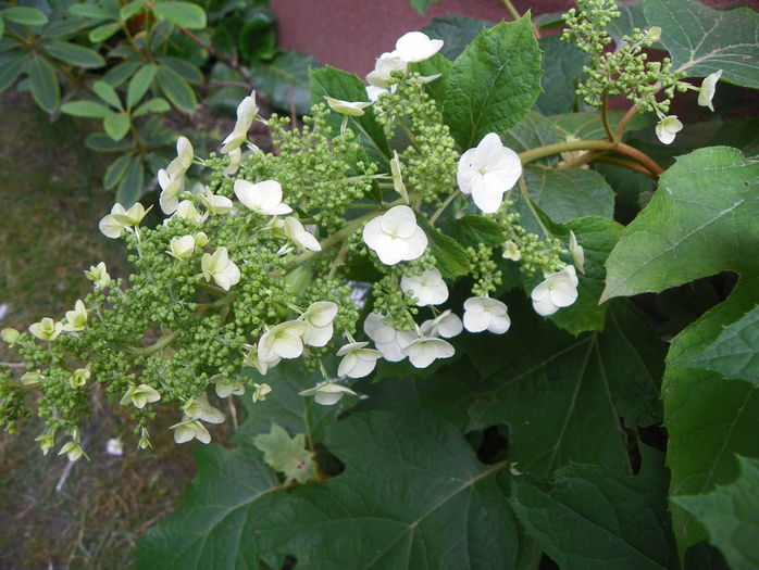 hydrangea quercifolia - Copacei si arbusti 2016