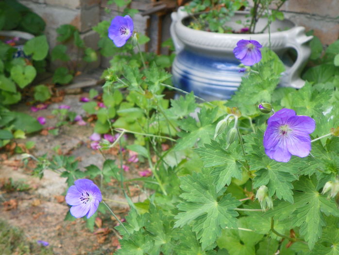 Rosanne - Geranium 2016