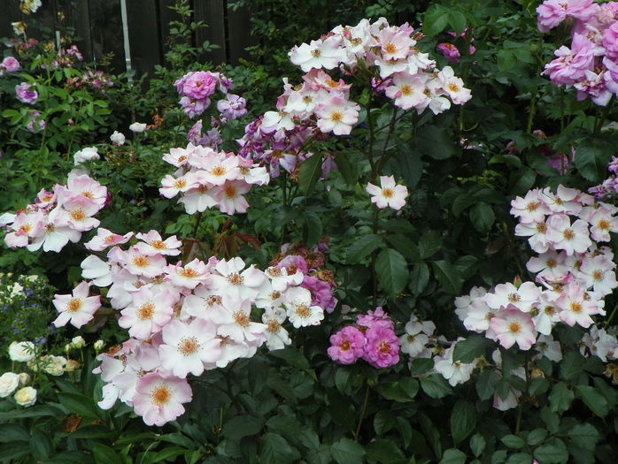 Rosy Cushion si Cape Diamond