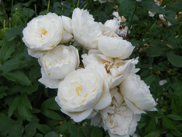 William and Catherine