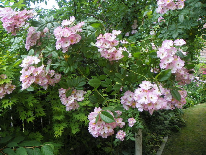 Apple Blossom