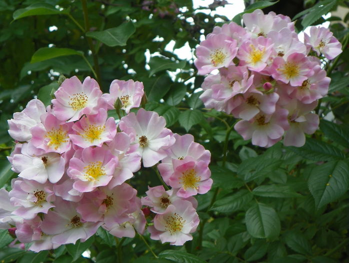 Apple Blossom - Trandafiri 2016 - 3