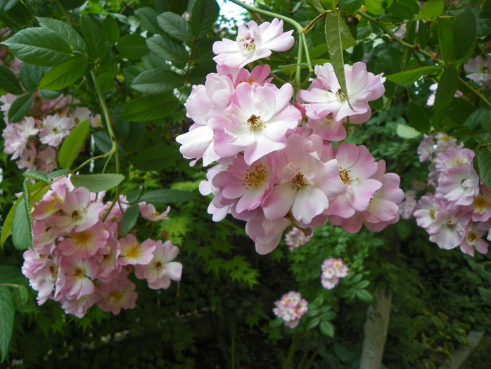 Apple Blossom - Trandafiri 2016 - 3