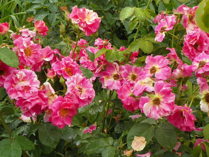 Candy Land - Trandafiri 2016 - 3