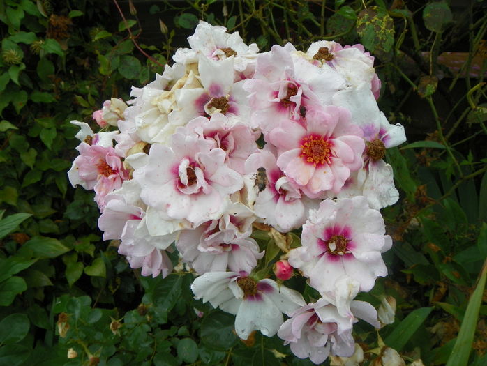 Chewdelight - Trandafiri 2016 - 3