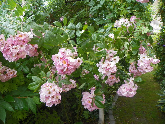 Apple Blossom - Trandafiri 2016 - 3