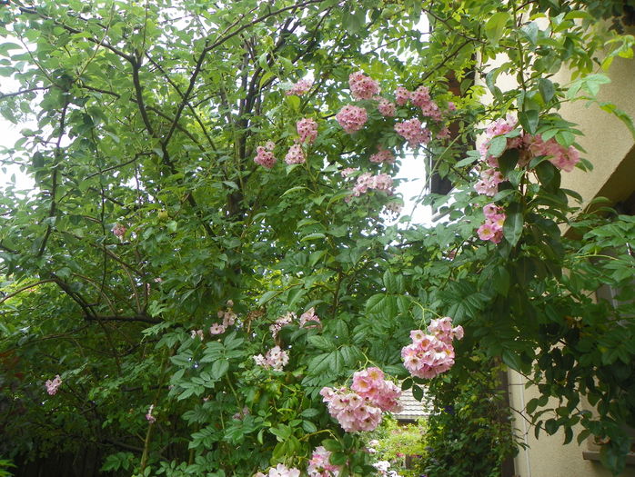 Apple Blossom - Trandafiri 2016 - 3