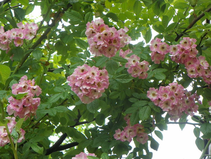 Apple Blossom - Trandafiri 2016 - 3