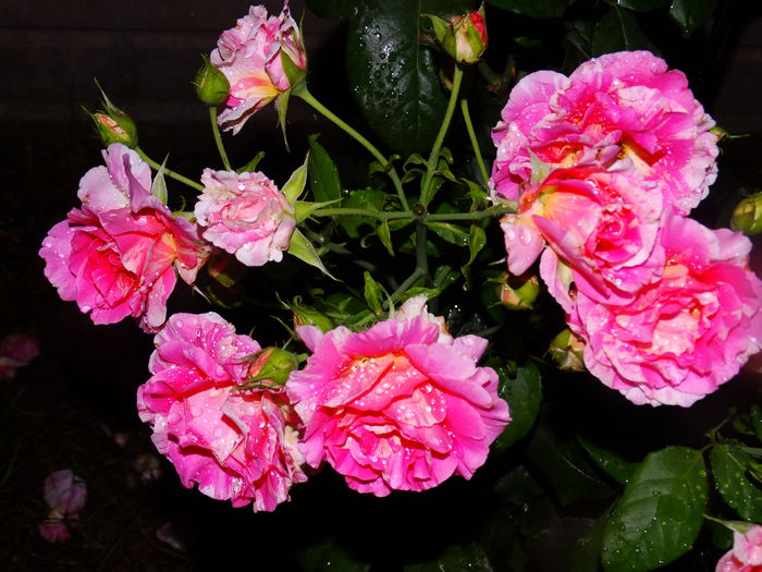 DSC02268 - Claude Monet