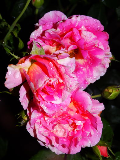 DSC02269 - Claude Monet