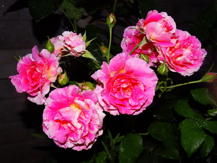 DSC02270 - Claude Monet