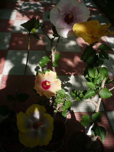 P1270784 - HIBISCUSI 2016-3