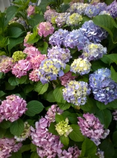 nu le-a pus nimic de albastrit