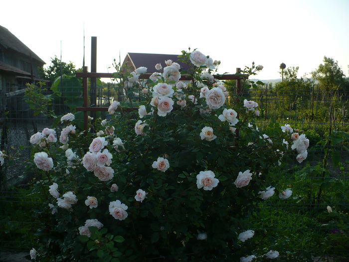 P1230646 - Crocus rose - al IV-lea an