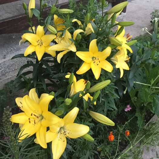22   asiatic Yellow - Crini 2016