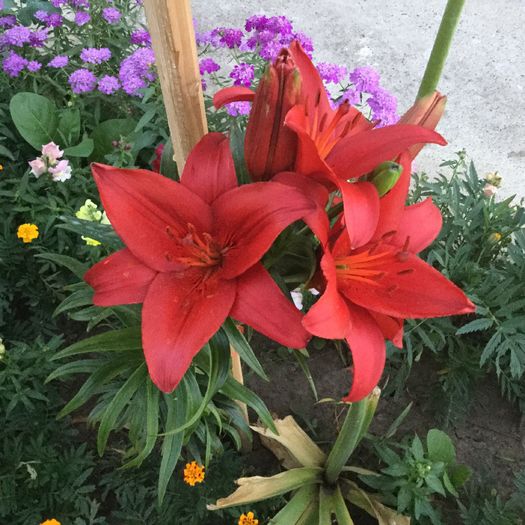 lilium asiatic red - Crini 2016