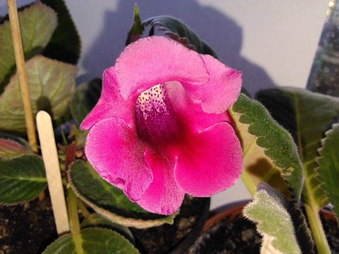 sliper rosu - gloxinia 2016