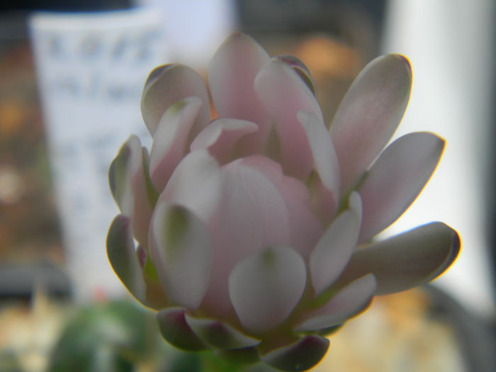 DSCN7341
